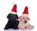 Santa claus labrador retriever puppies lying down Royalty Free Stock Photo