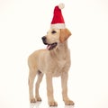 Santa claus labrador retriever puppy standing Royalty Free Stock Photo