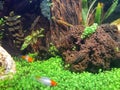 Two platy kohaku fish are looking for food