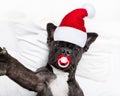 Santa claus selfie dog Royalty Free Stock Photo