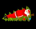 Santa Claus Sleep on Christmas tree. Sleeping grandfather. Chris Royalty Free Stock Photo