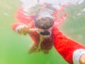 Santa claus is snorkeling underwater - christmas or happy new year concept. Christmas in the tropics after quarantine Royalty Free Stock Photo