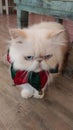 Santa clause cat