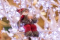 Santa Clauss dressed in warm fluffy clothes, in a swing