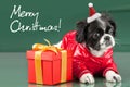 Santa Clous - shih tzu