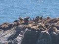 Santa Cruz California Coastline, Ocean Spray View with Sea Lions on Rock Royalty Free Stock Photo