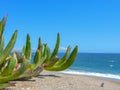 Beautiful Landscape of Beach Plants