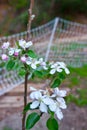 Santa Cruz California mountain apple tree Orchard Royalty Free Stock Photo