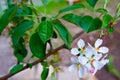 Santa Cruz California mountain apple tree Orchard Royalty Free Stock Photo