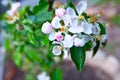 Santa Cruz California mountain apple tree Orchard Royalty Free Stock Photo