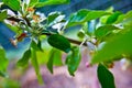 Santa Cruz California mountain apple tree Orchard Royalty Free Stock Photo