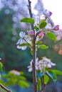 Santa Cruz California mountain apple tree Orchard Royalty Free Stock Photo