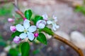 Santa Cruz California mountain apple tree Orchard