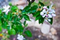 Santa Cruz California mountain apple tree Orchard Royalty Free Stock Photo