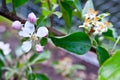 Santa Cruz California mountain apple tree Orchard Royalty Free Stock Photo