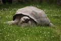 Santa Cruz Galapagos giant tortoise (Chelonoidis nigra porteri) Royalty Free Stock Photo