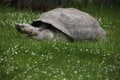 Santa Cruz Galapagos giant tortoise (Chelonoidis nigra porteri) Royalty Free Stock Photo