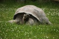 Santa Cruz Galapagos giant tortoise (Chelonoidis nigra porteri) Royalty Free Stock Photo