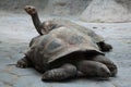 Santa Cruz Galapagos giant tortoise (Chelonoidis nigra porteri). Royalty Free Stock Photo