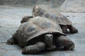 Santa Cruz Galapagos giant tortoise (Chelonoidis nigra porteri). Royalty Free Stock Photo