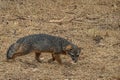 Closeup of Island fox, Santa Cruz Island, CA, USA Royalty Free Stock Photo