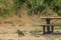 Island fox near camping bench, Santa Cruz Island, CA, USA Royalty Free Stock Photo