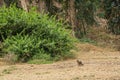 Island fox approaches on open dry terrain, Santa Cruz Island, CA, USA Royalty Free Stock Photo