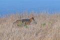 Santa Cruz Island Fox at Channel Islands National Park Royalty Free Stock Photo