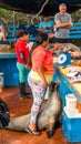 SANTA CRUZ ISLAND, GALAPAGOS ISLAND - JULY 2, 2019: Sea lion wants to steal fish in Puerto Ayora`s fish market. Vertical
