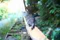 Santa cruz mountain wild agriculture feral semi-feral barn domestic cat Royalty Free Stock Photo