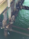 Santa Cruz Pier sea lions sleeping