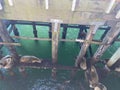 Santa Cruz Pier sea lions sleeping