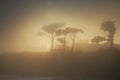 Santa Cruz Sunset in the Fog Royalty Free Stock Photo