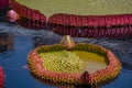 santa cruz water lily in the pond large flower