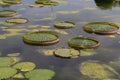 Santa Cruz water lily on water in a pond