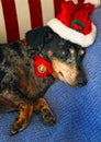 Santa Dachshund