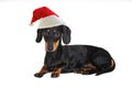 Santa Dachshund Dog