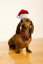 Santa Dachshund