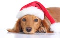 Santa dog Royalty Free Stock Photo