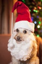 Santa dog Royalty Free Stock Photo