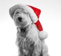 Santa Dog Royalty Free Stock Photo