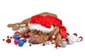 Santa dog with Christmas decorations Royalty Free Stock Photo