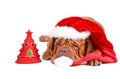 Santa Dog with Christmas Tree Royalty Free Stock Photo