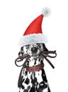 Santa dog is holding the leash in its mouth Royalty Free Stock Photo