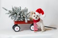 Santa Dog sitting next to Red Wagon Royalty Free Stock Photo