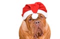 Santa Dogue De Bordeaux Royalty Free Stock Photo