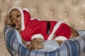 Santa dressed newborn puppy dog christmas