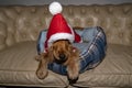 Santa dressed newborn puppy dog christmas