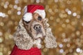 Santa dressed puppy dog christmas xmas