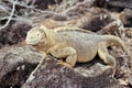 Santa Fe land iguana, Galapagos Islands, Ecuador Royalty Free Stock Photo